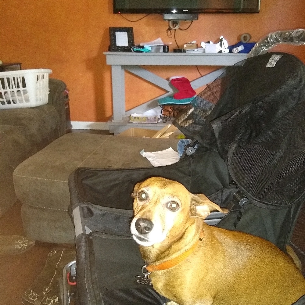 Meet your Posher, Shannon